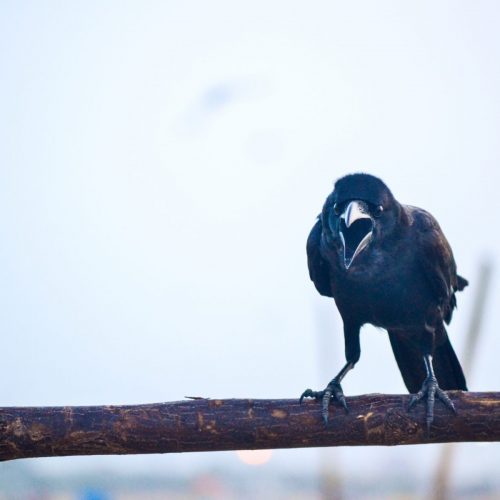 Black bird on branch Florida Rehab